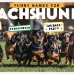 Funny Names For Dachshunds