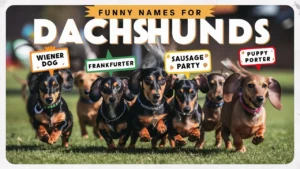 Funny Names For Dachshunds